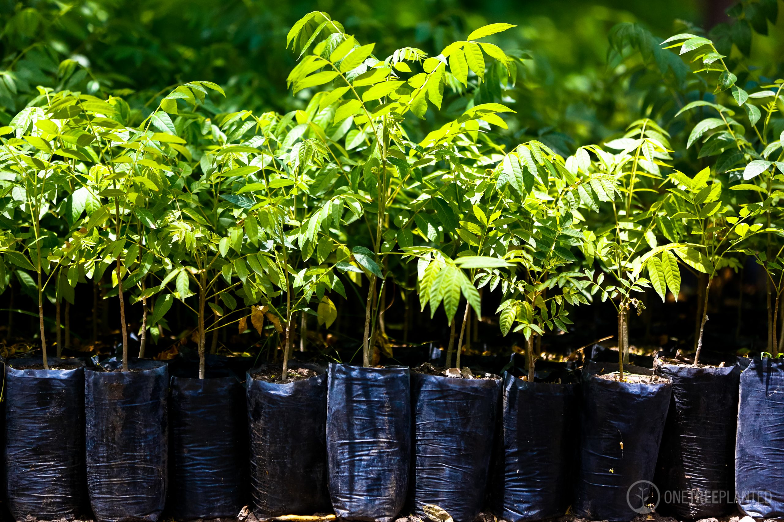 One Tree Planted-4 One-Tree-Planted