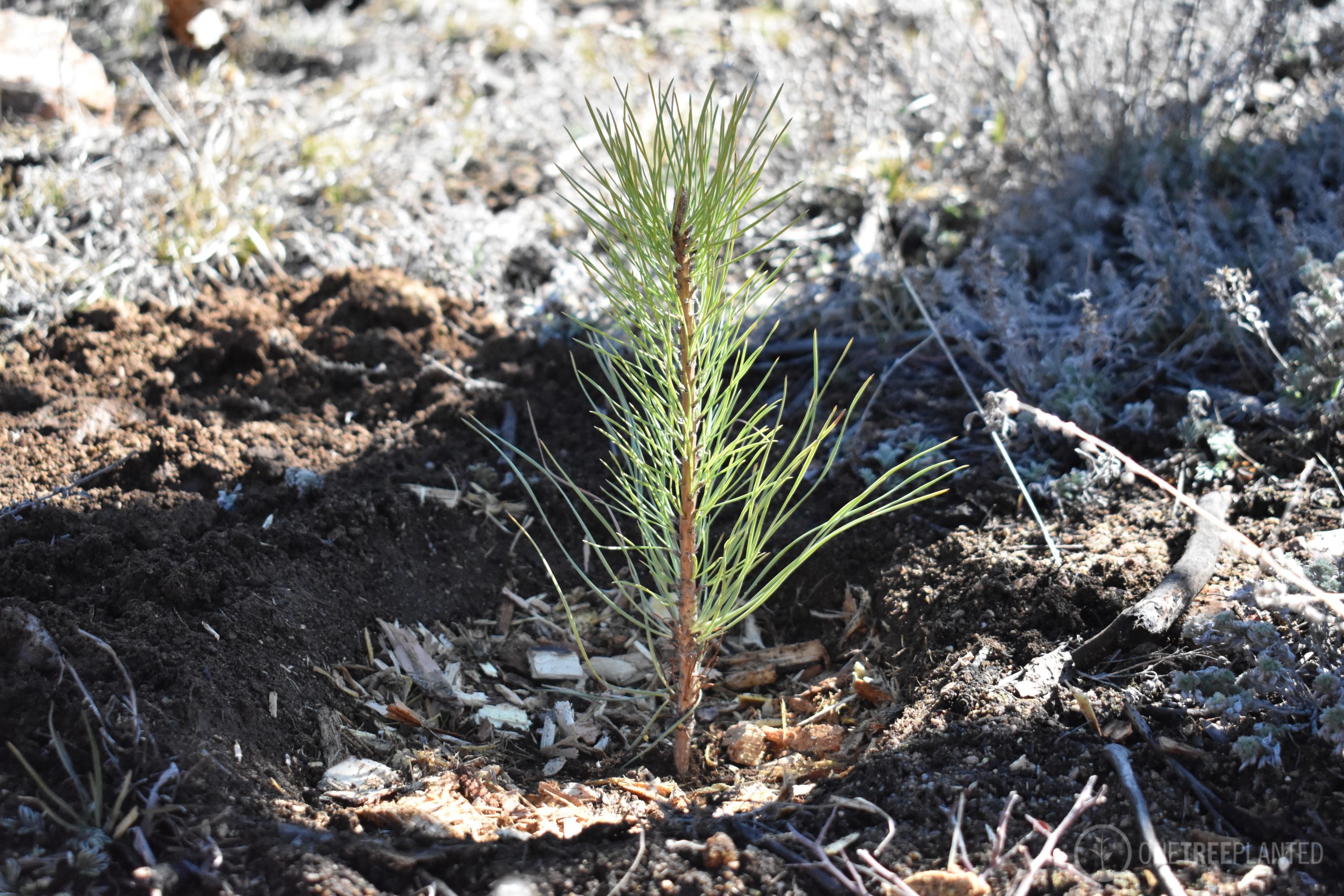 One-Tree-Planted