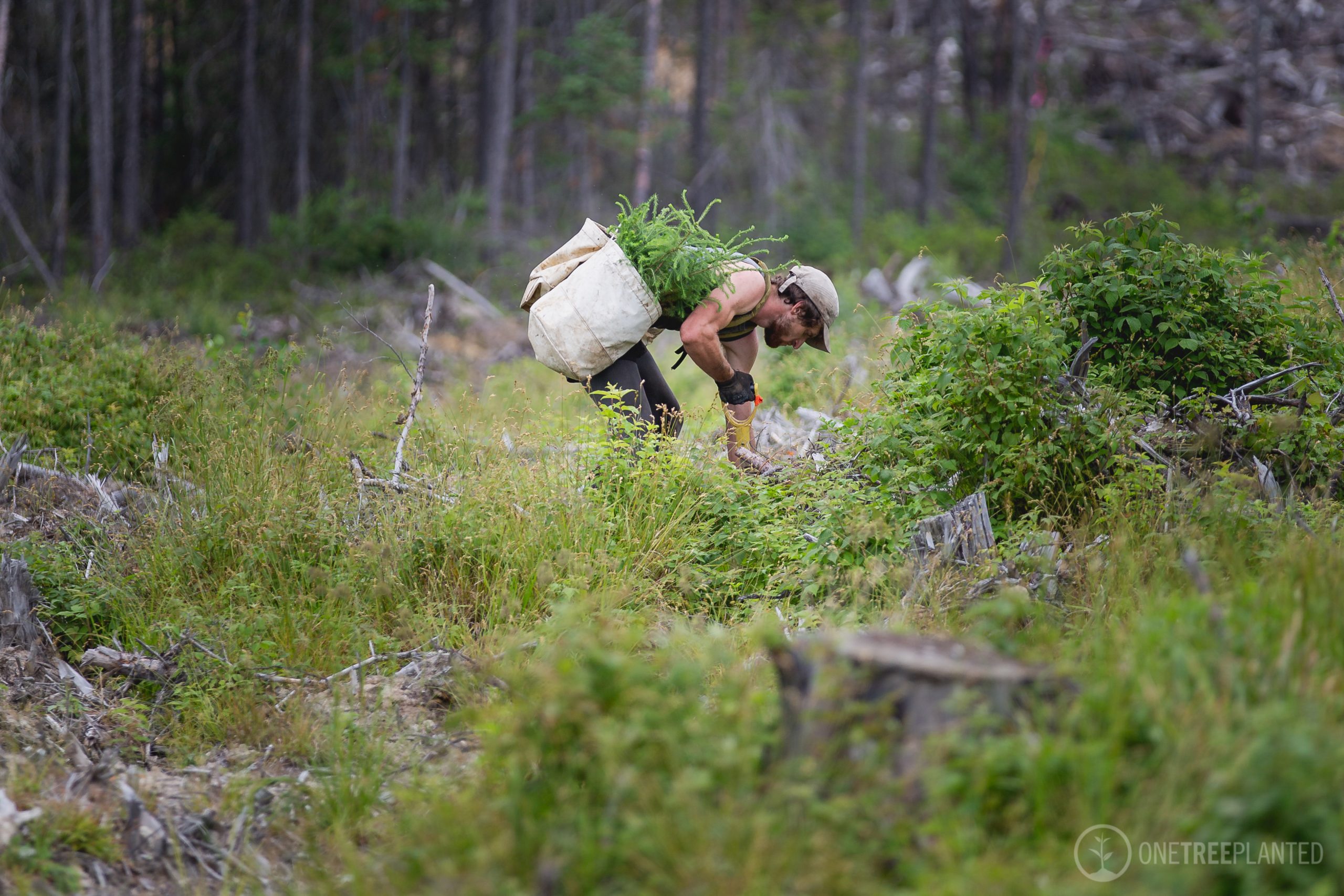 One-Tree-Planted