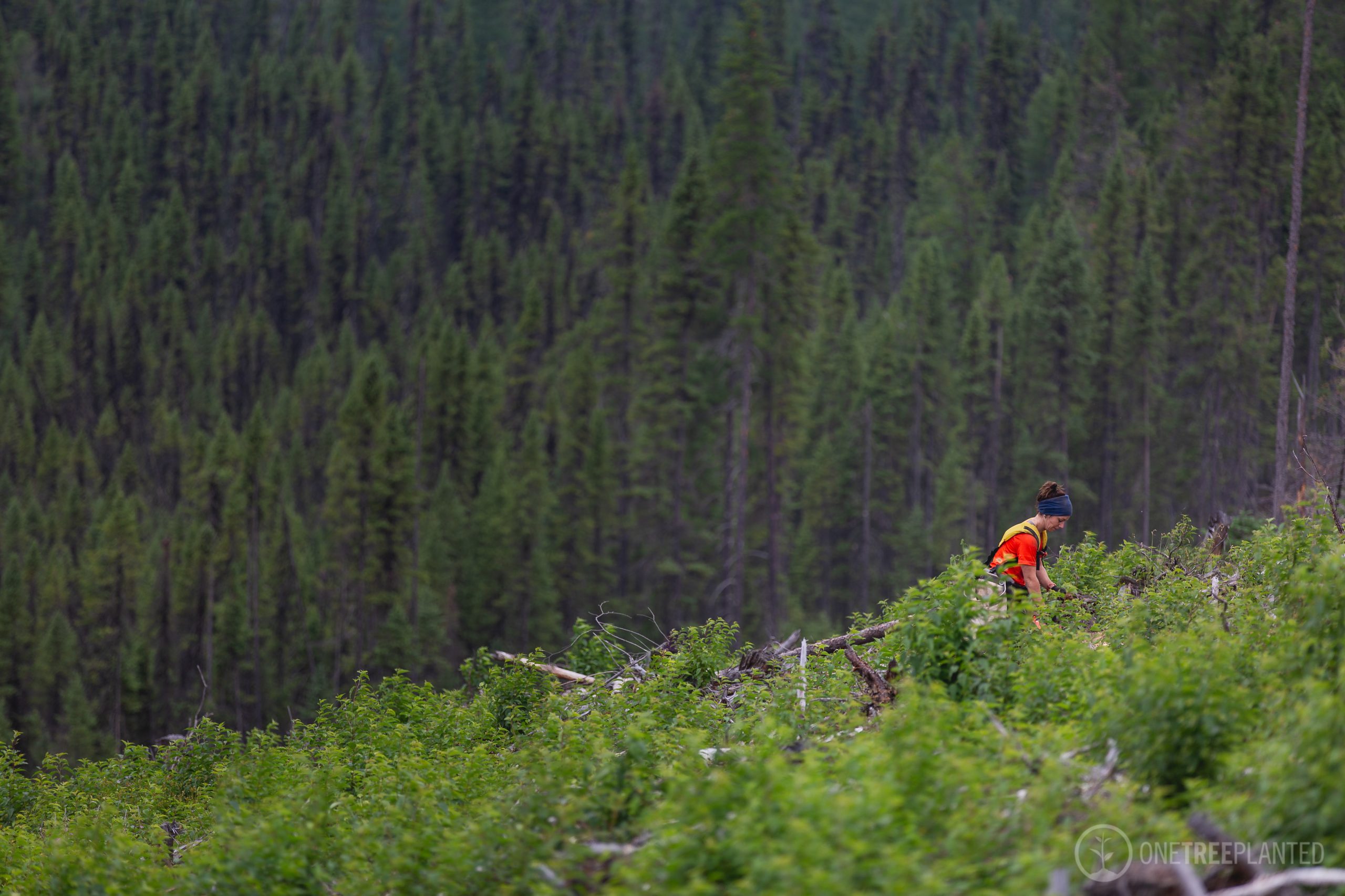 One Tree Planted-64 One-Tree-Planted
