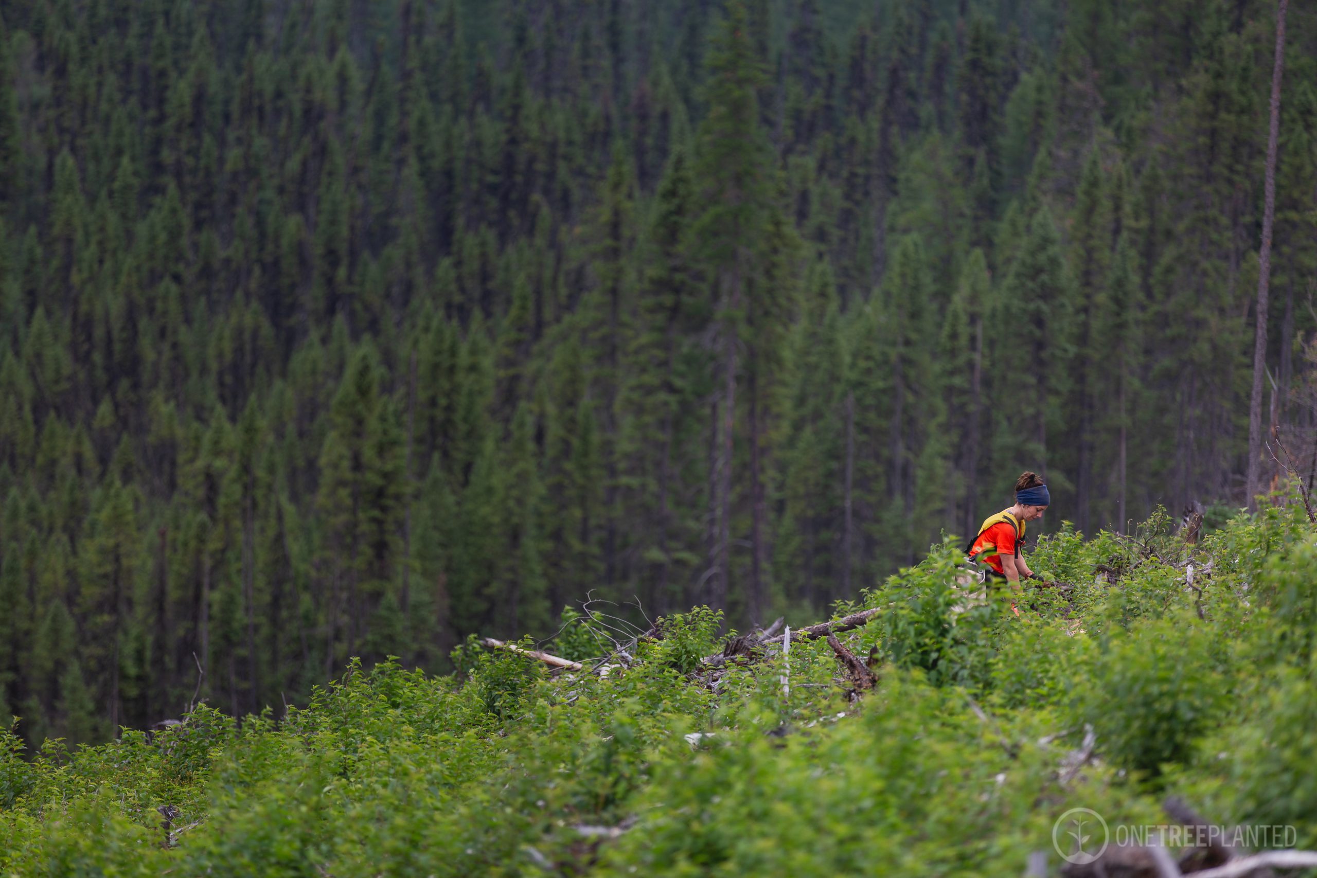 One-Tree-Planted