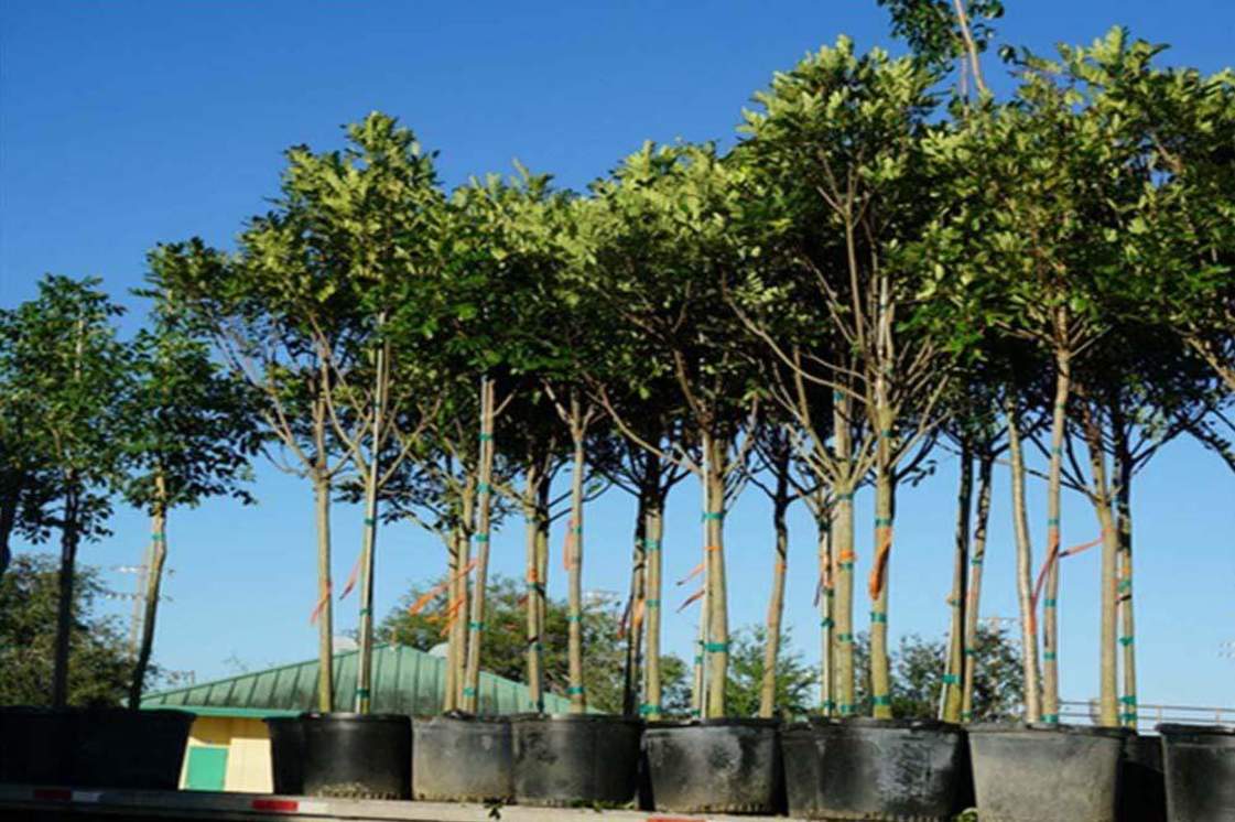 RESIZED Florida-tree-planting_e7052d23-e7f5-4e5f-9e8c-f9c8c34b43d3_2000x_1121x746
